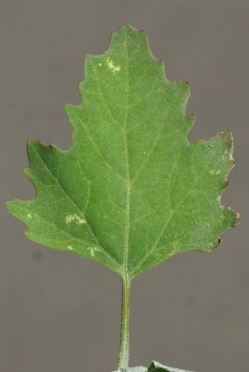 feuille