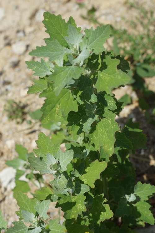 Plante entière