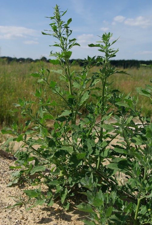 Plante entière