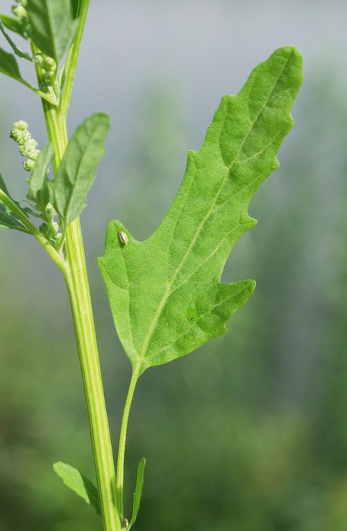 feuille