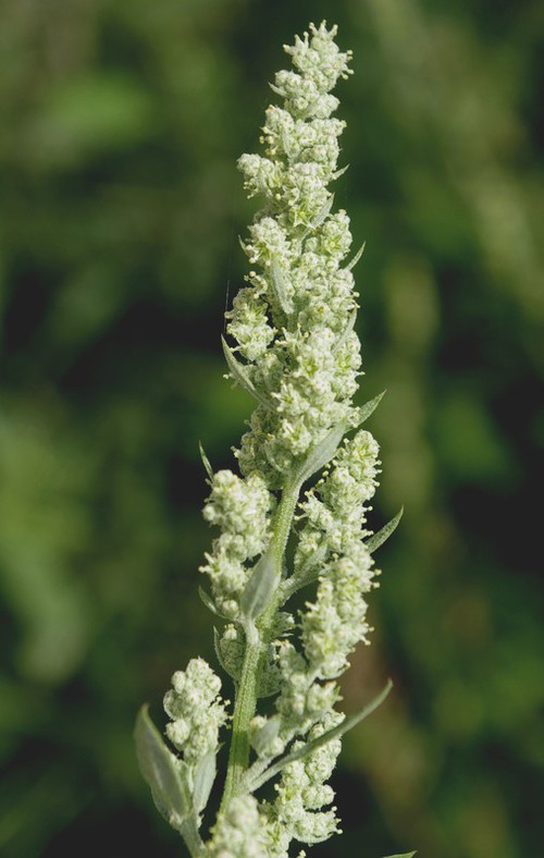 inflorescence