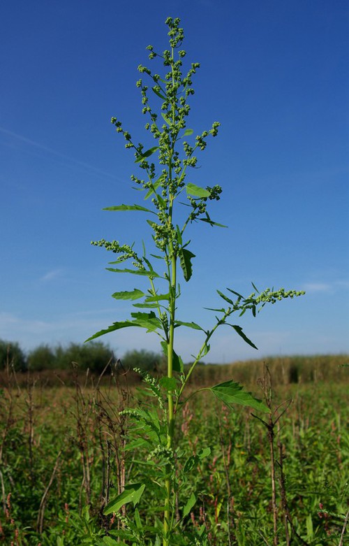 Plante entière