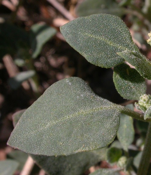 feuille