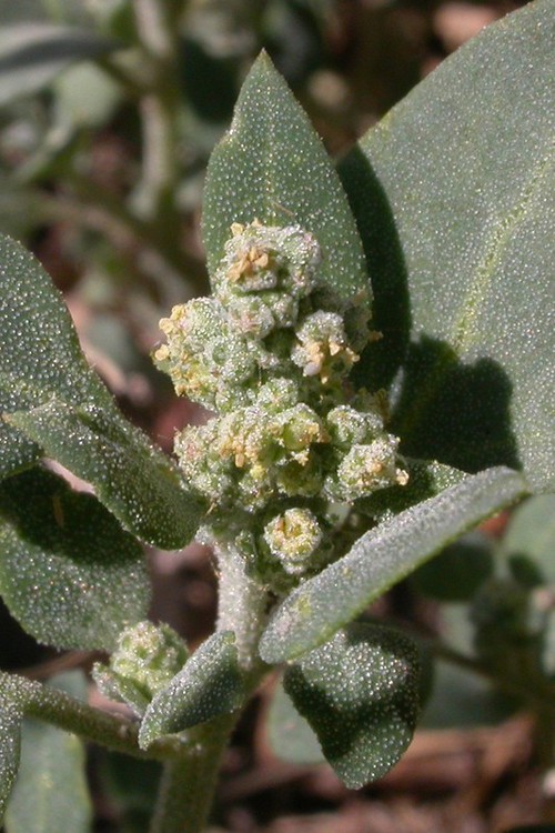 inflorescence