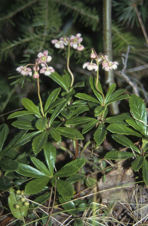 Plante entière