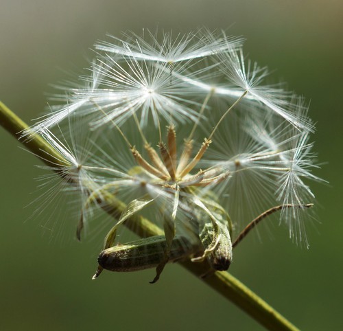 fruit