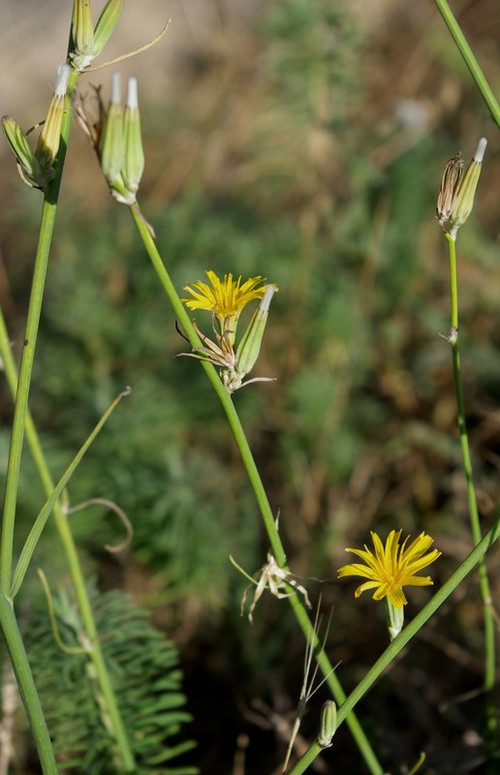 inflorescence