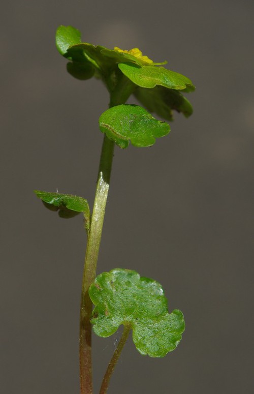 feuille