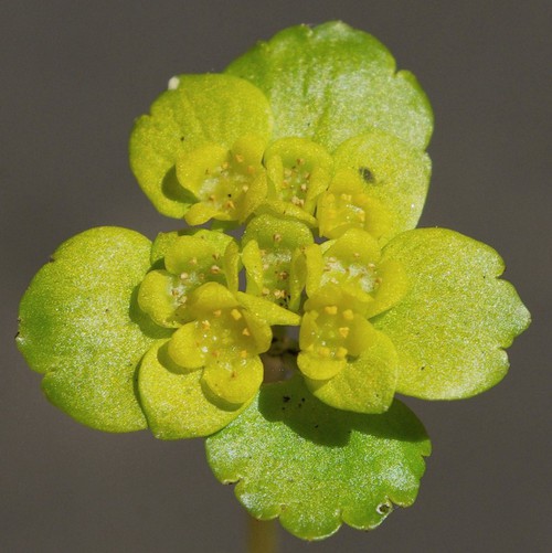 inflorescence
