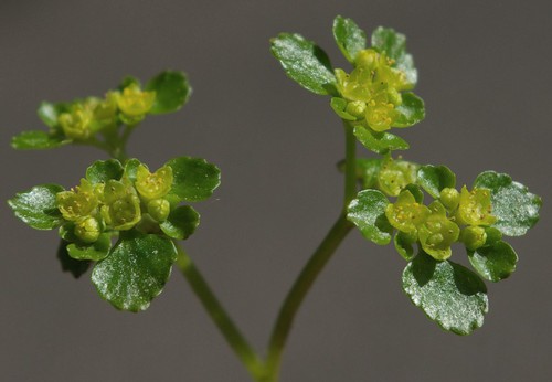 inflorescence