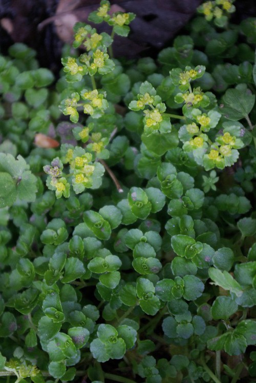 Plante entière