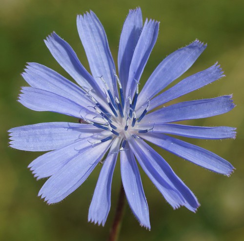 détail fleur