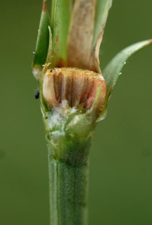 fruit