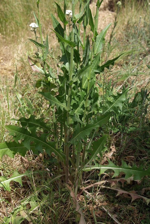 feuille