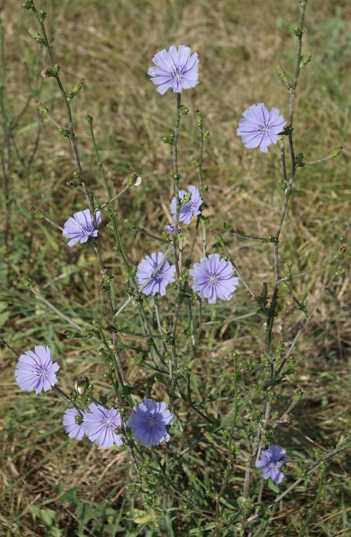 inflorescence