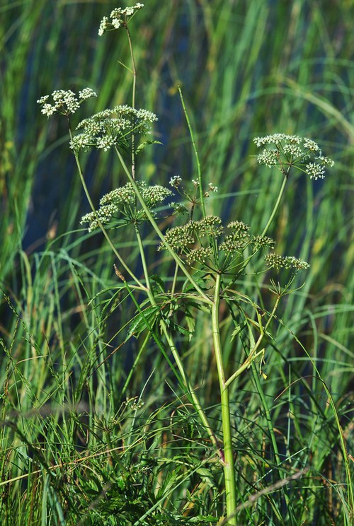 Plante entière