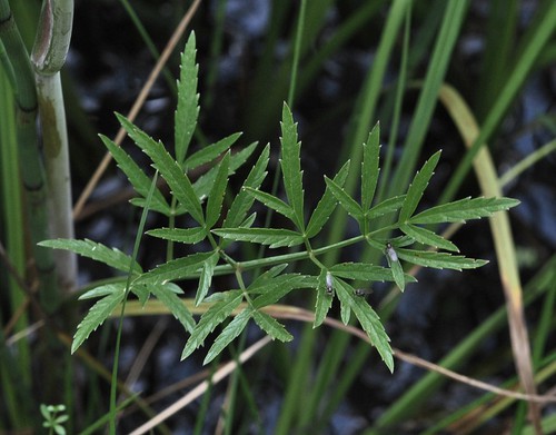 feuille