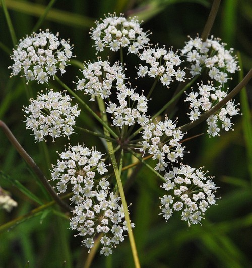inflorescence