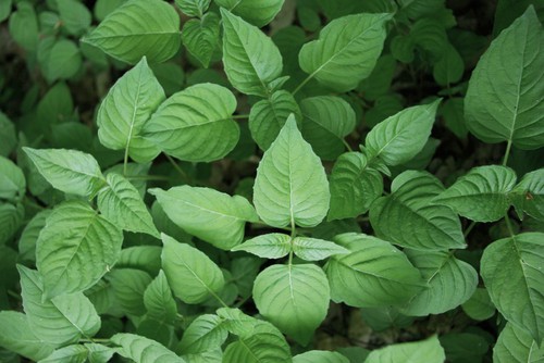 feuille