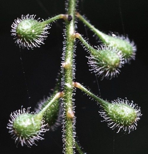 fruit