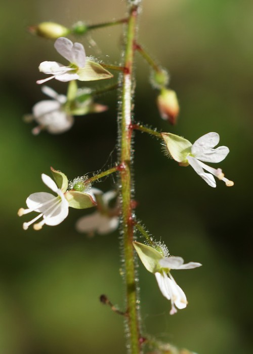 inflorescence