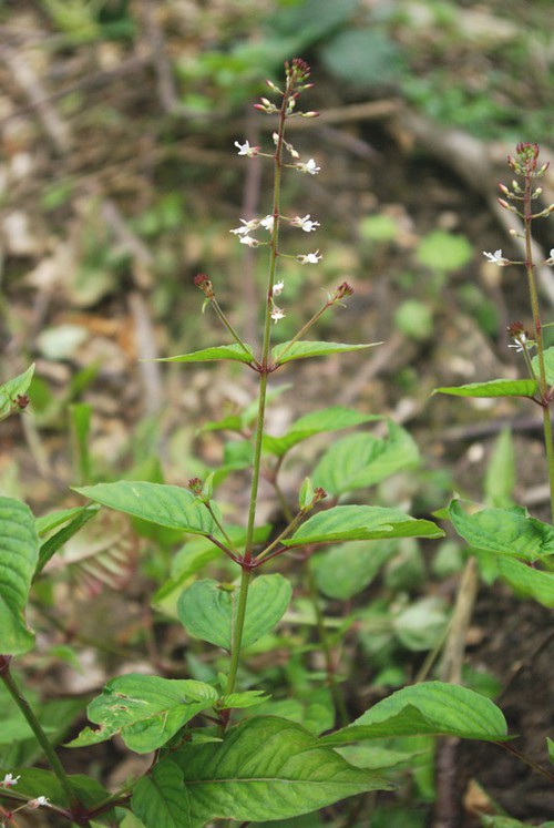 Plante entière