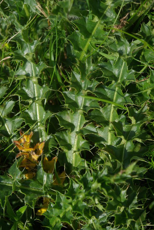 feuille