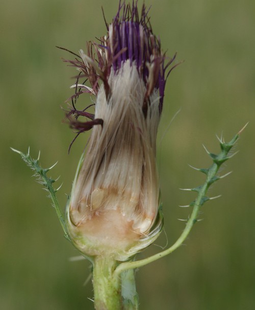fruit