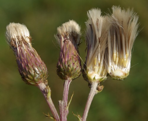 fruit