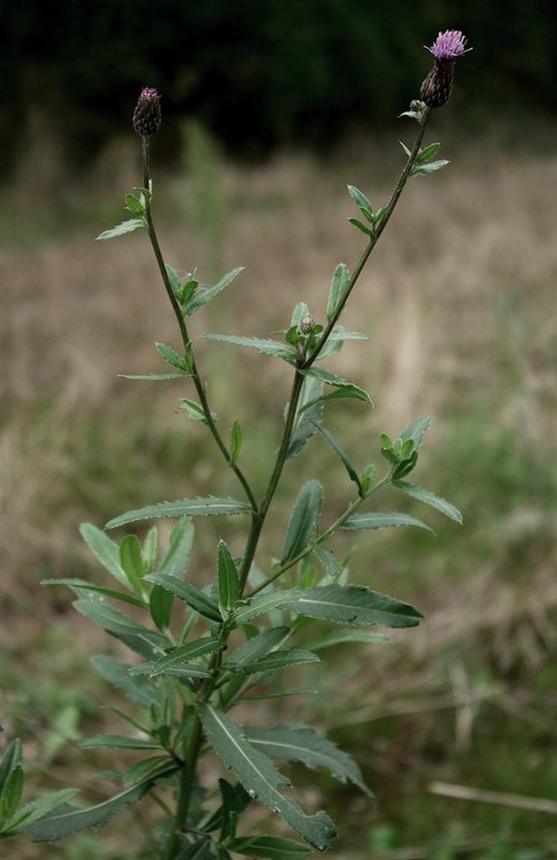 Plante entière