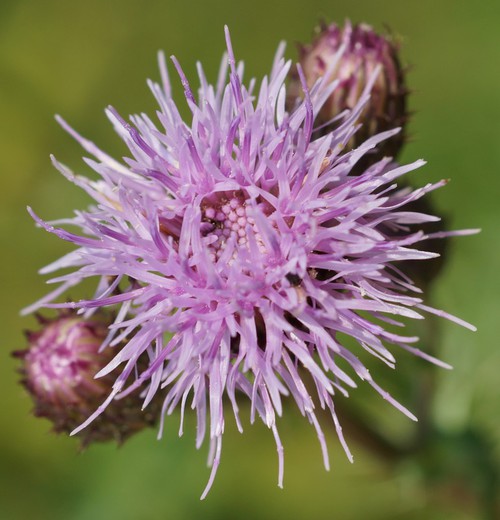 détail fleur