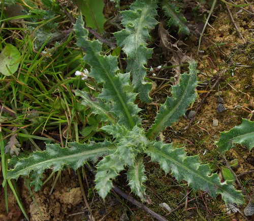 feuille basale