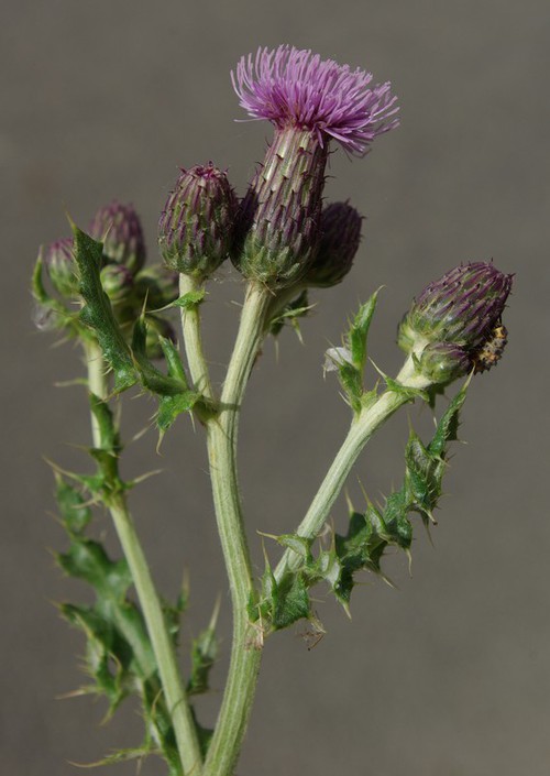 inflorescence
