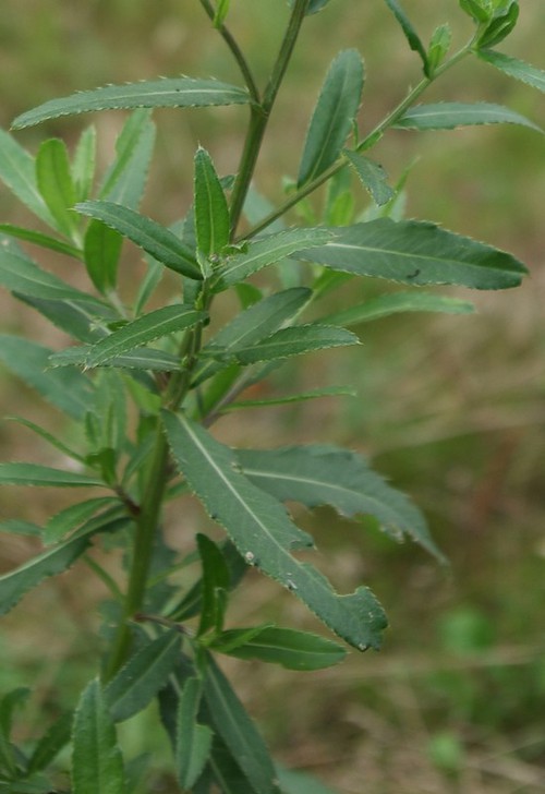 feuille
