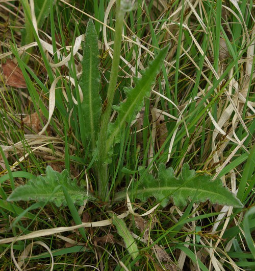 feuille