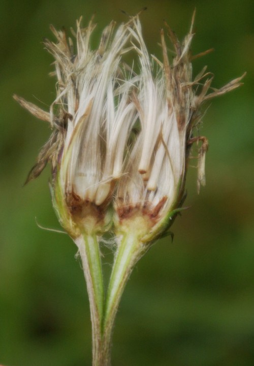 fruit