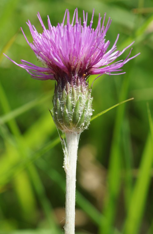 inflorescence