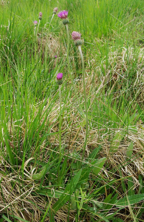 Plante entière