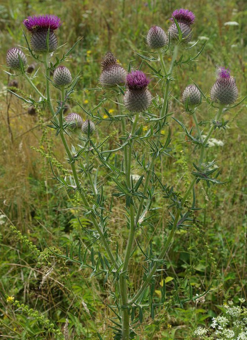 Cirsium eriophorum