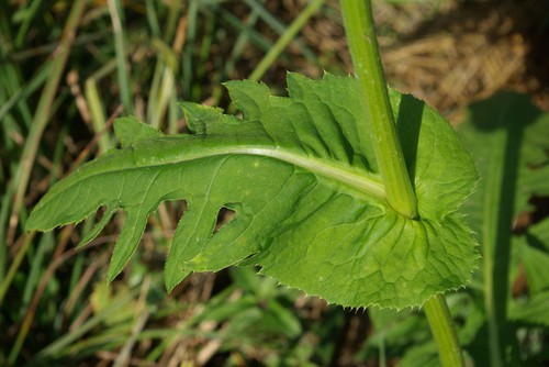 Détail feuille caulinaire