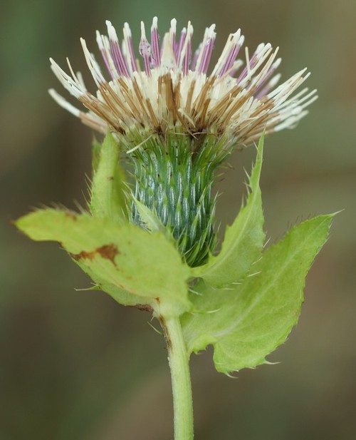 Inflorescence