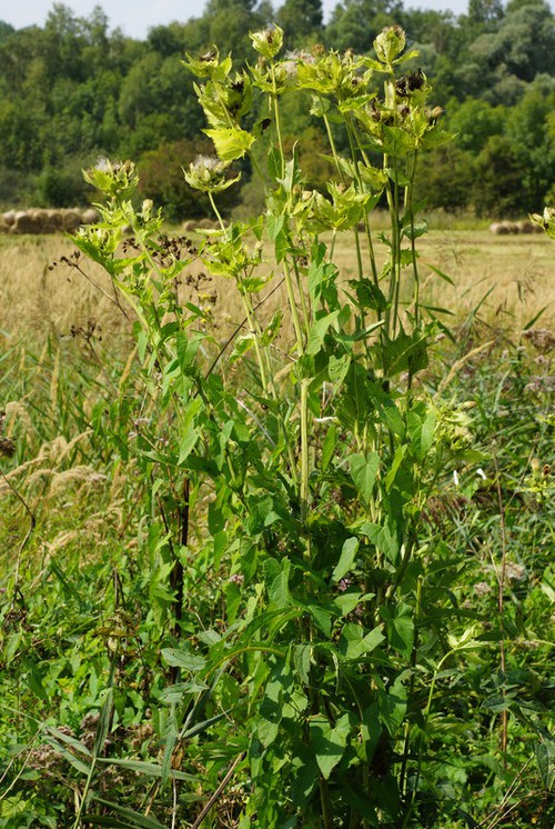 Cirsium oleraceum