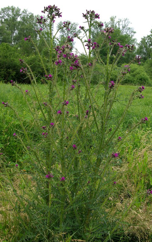 Cirsium palustre