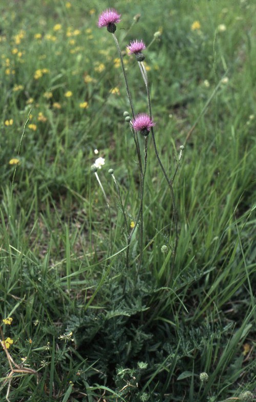 Cirsium tuberosum