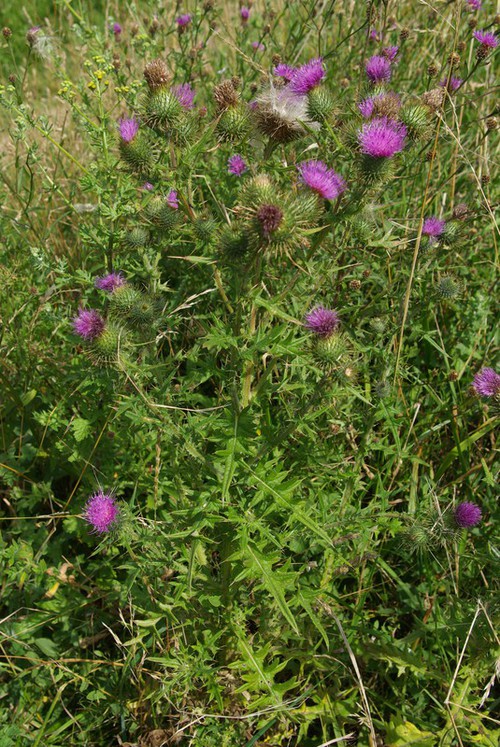 Cirsium vulgare