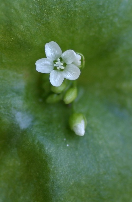 détail fleur