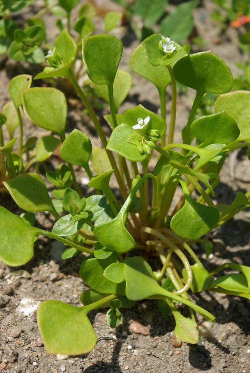Plante entière