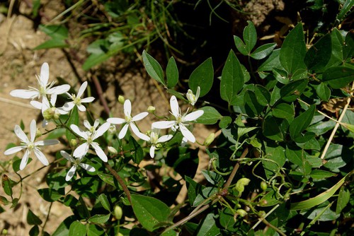 Clematis flammula