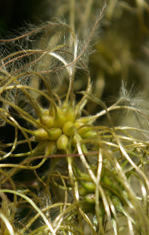 Détail fruit