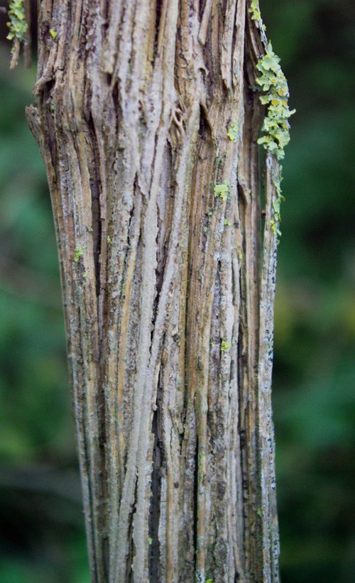 Écorce âgée